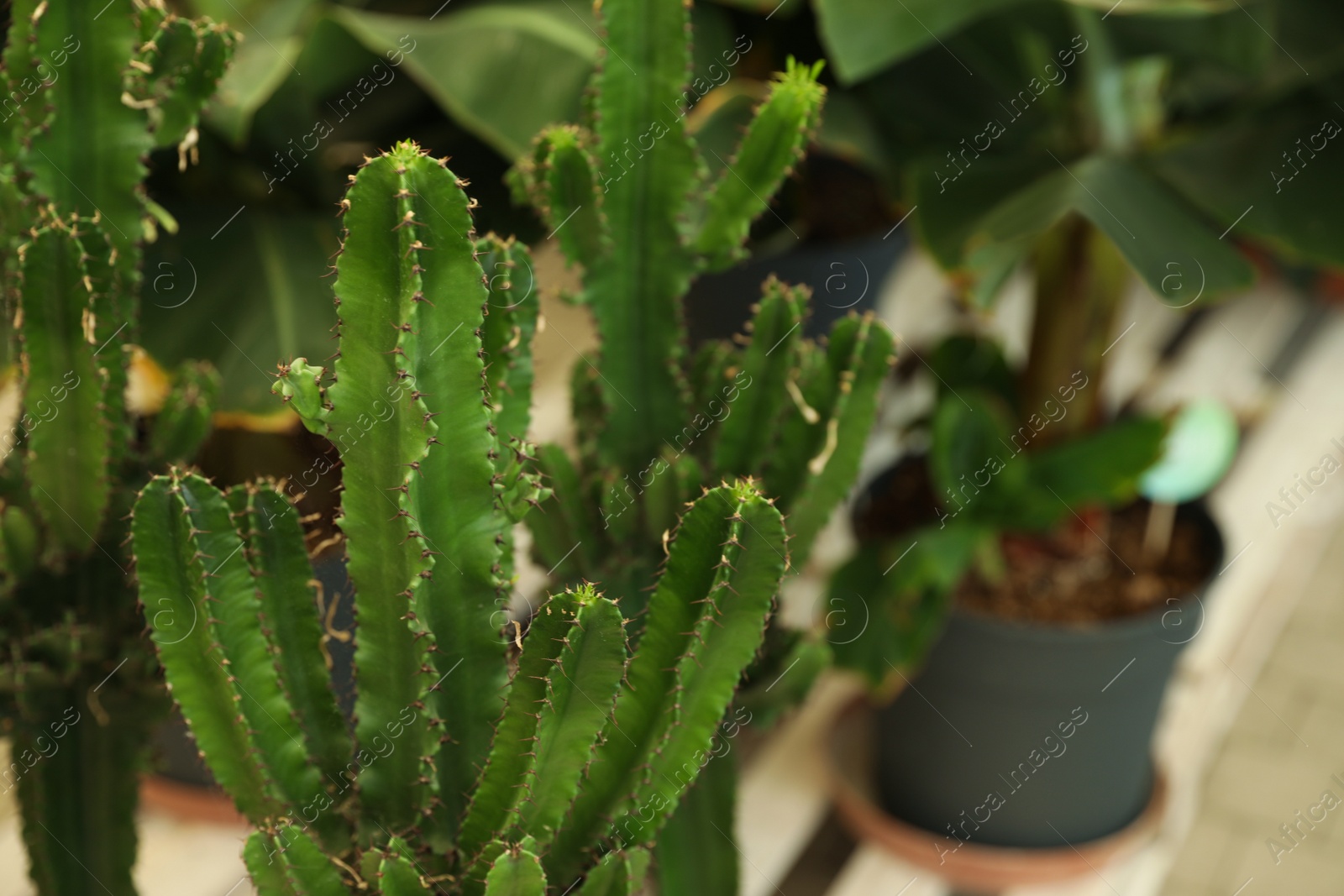 Photo of Closeup view of beautiful cactus on blurred background. Space for text