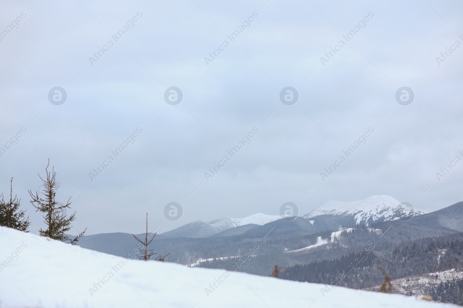 Photo of Beautiful mountain landscape with snowy hills and conifer forest in winter