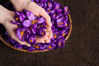 Photo of Woman holding pile of beautiful Saffron crocus flowers over basket, top view