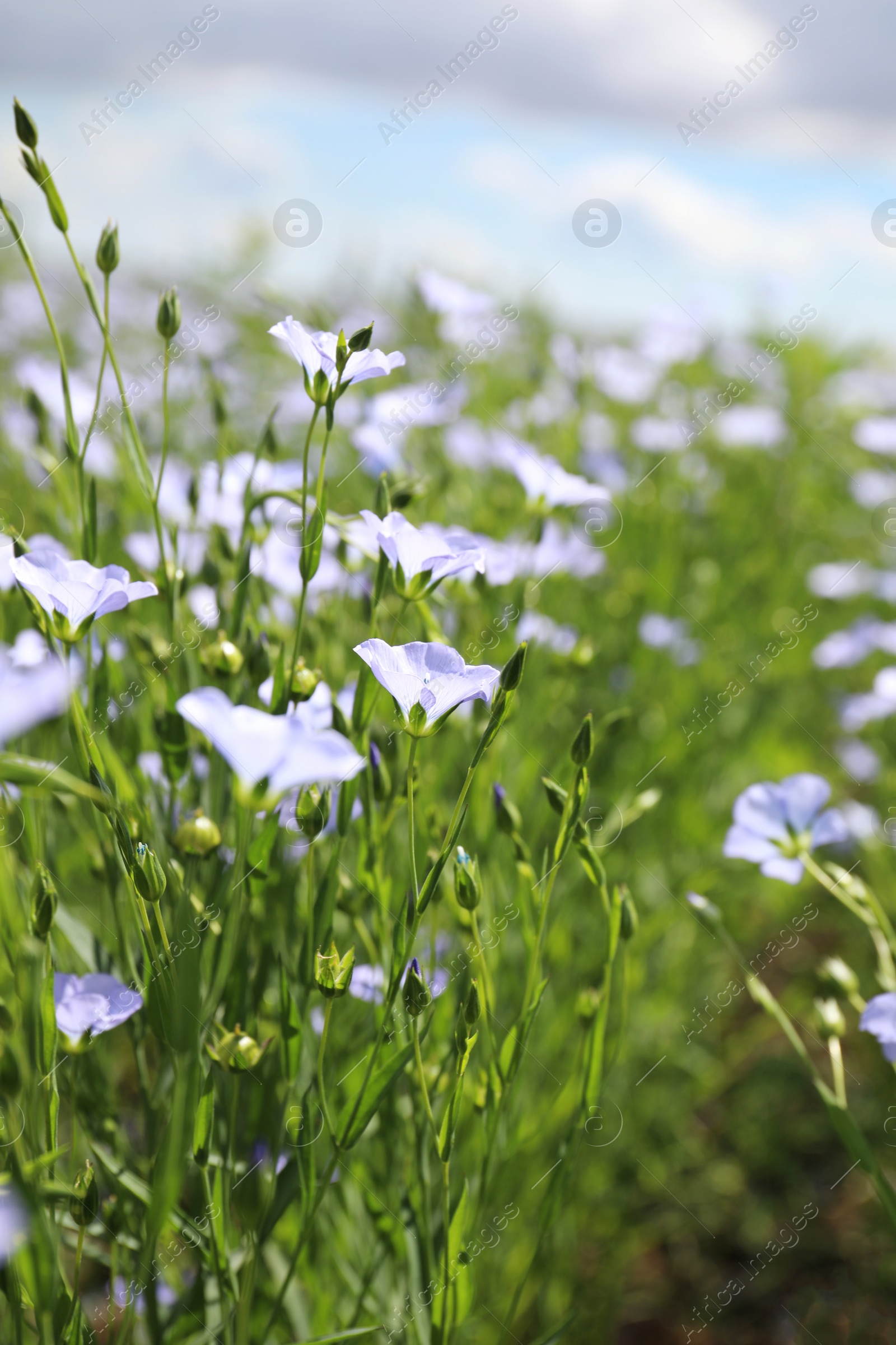 Photo of Closeup view of beautiful blooming flax field