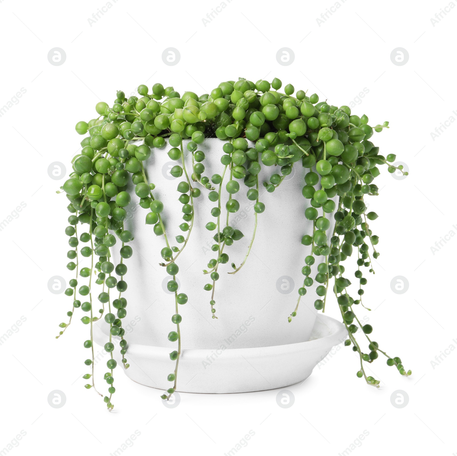 Photo of Beautiful green potted houseplant isolated on white