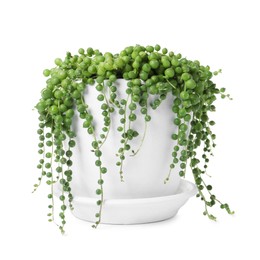 Beautiful green potted houseplant isolated on white