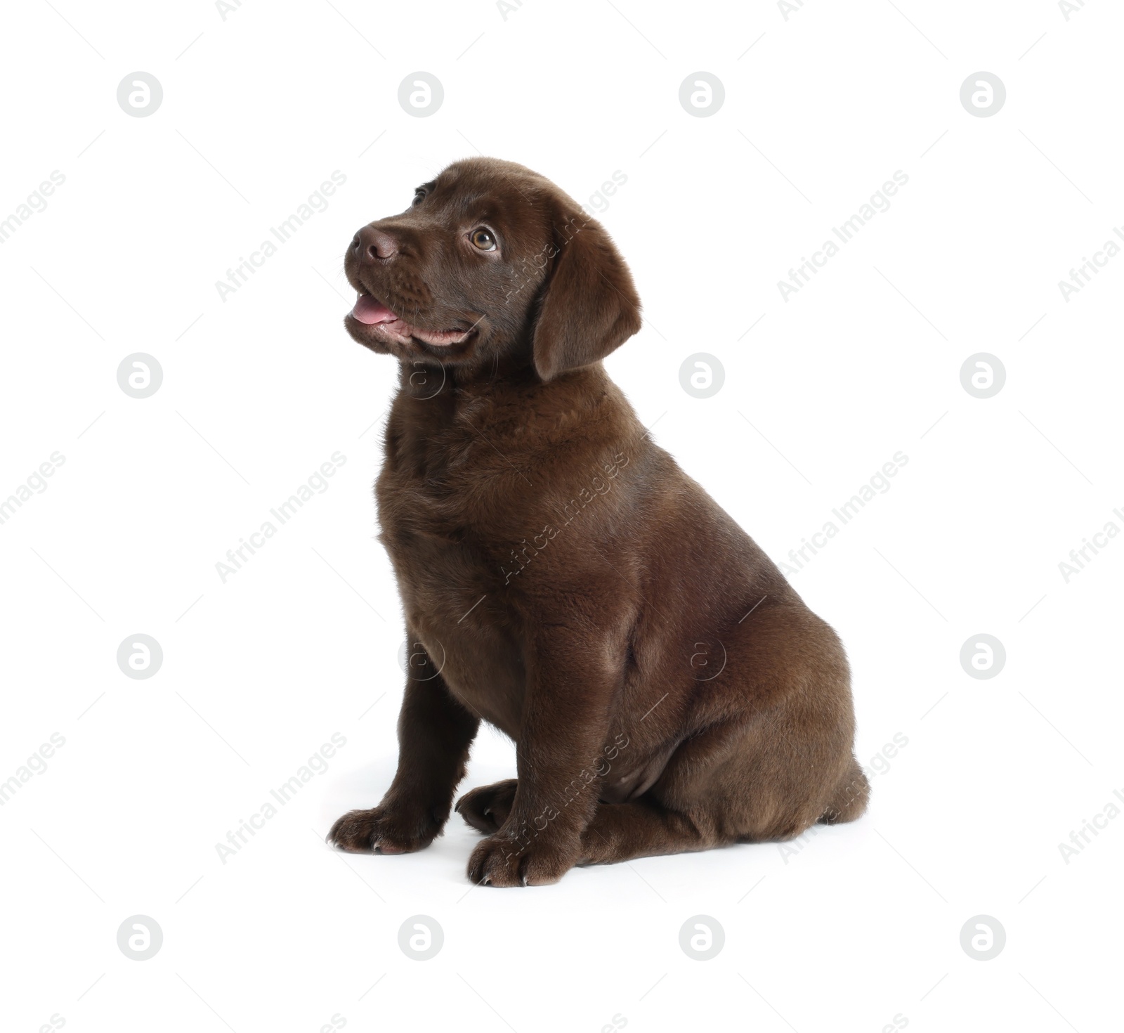 Cute chocolate Labrador Retriever puppy on white background Photo of Cute chocolate Labrador Retriever puppy on white background