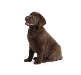 Photo of Cute chocolate Labrador Retriever puppy on white background