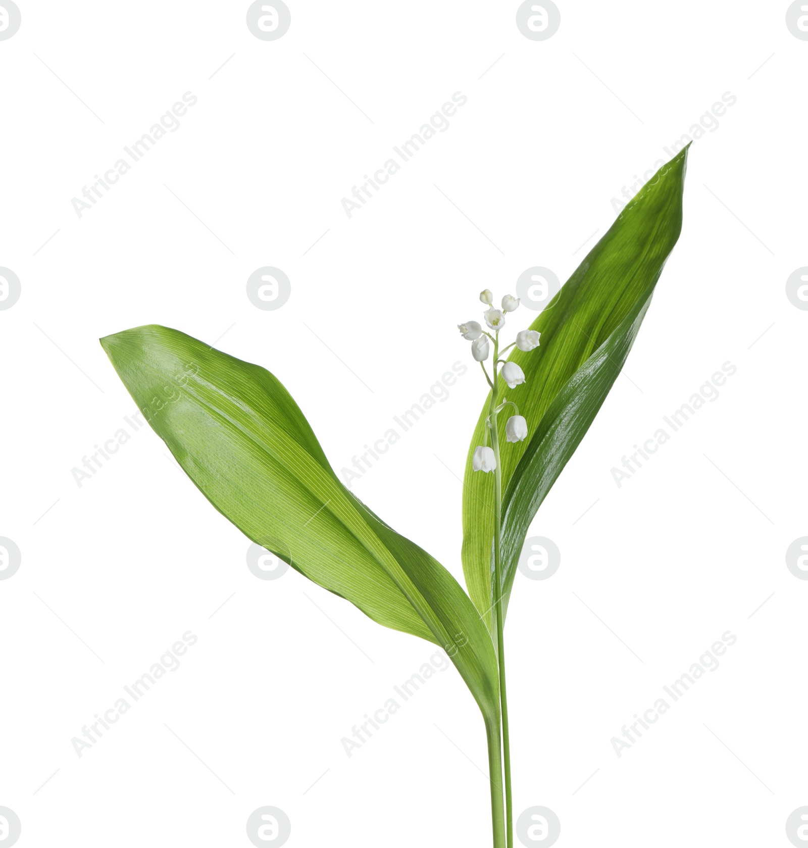 Photo of Beautiful lily of the valley flowers with leaves on white background