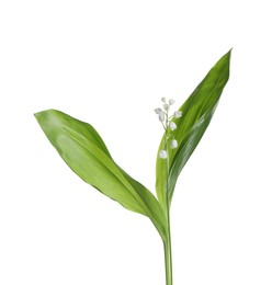 Beautiful lily of the valley flowers with leaves on white background