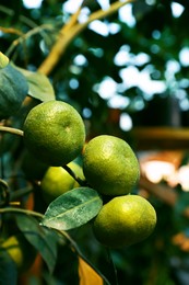 Photo of Unripe lemons growing on tree outdoors, closeup