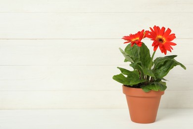 Photo of Beautiful blooming gerbera flower in pot on white wooden table, space for text