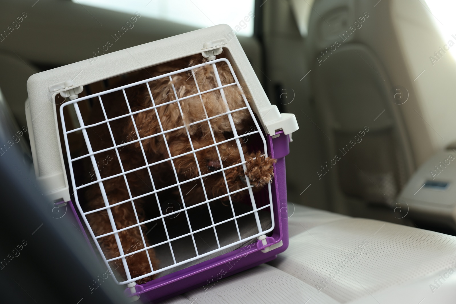 Photo of Cute dog in pet carrier travelling by car. Space for text