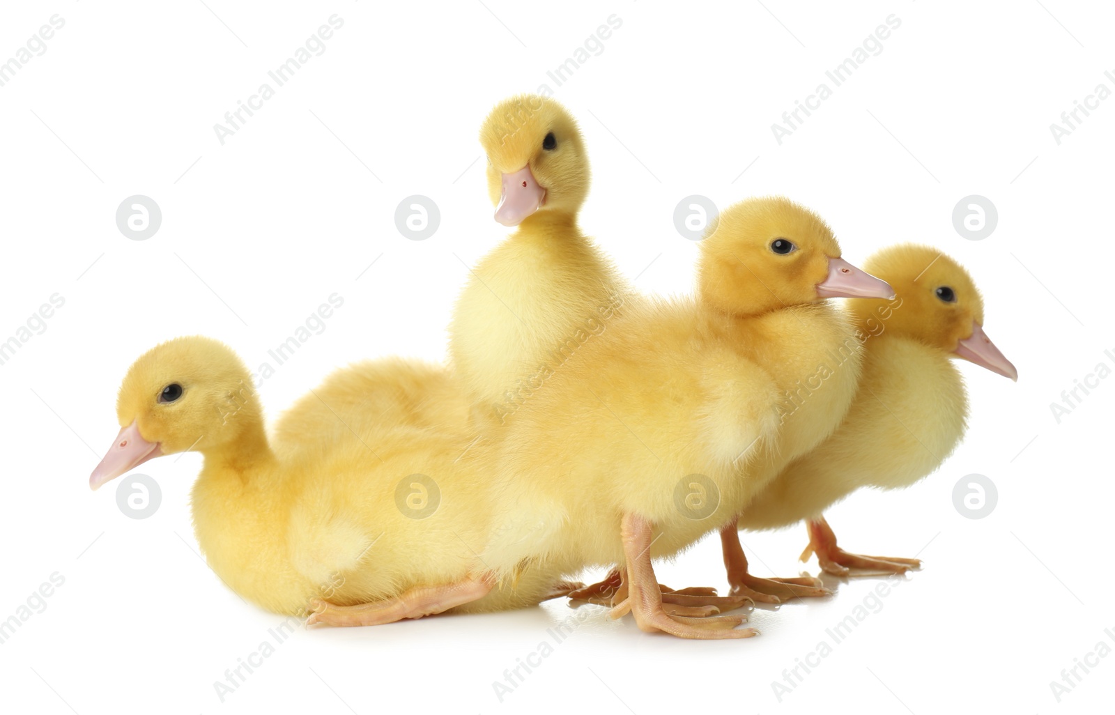 Photo of Cute fluffy goslings on white background. Farm animals