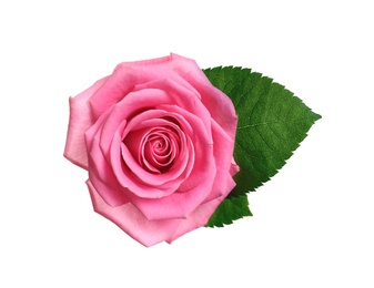 Photo of Beautiful blooming pink rose on white background, top view