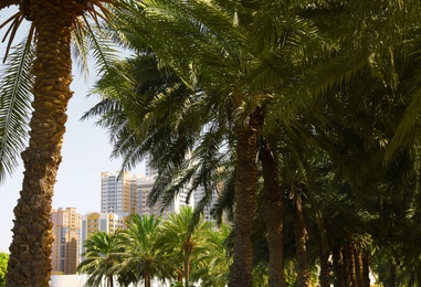 Beautiful palms and distant view of resort on background