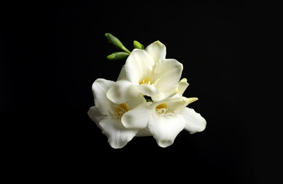 Photo of Beautiful white freesia flowers on black background