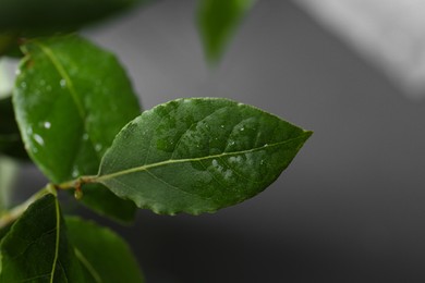 Photo of Bay leaves growing on grey background, closeup. Space for text