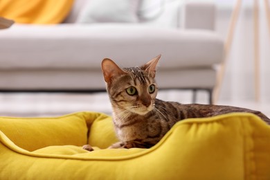 Photo of Cute Bengal cat lying on pet bed at home