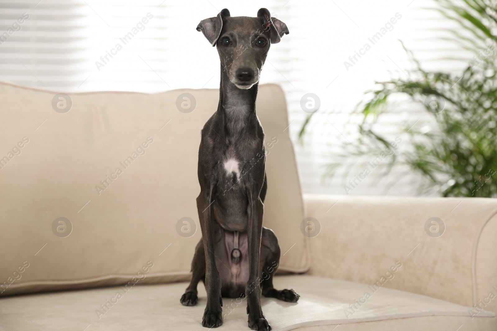 Photo of Italian Greyhound dog on sofa at home