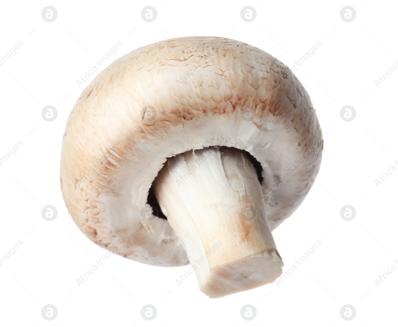 Photo of Fresh champignon mushroom isolated on white. Healthy food