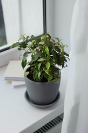 Photo of Ficus in pot on windowsill indoors. House plant