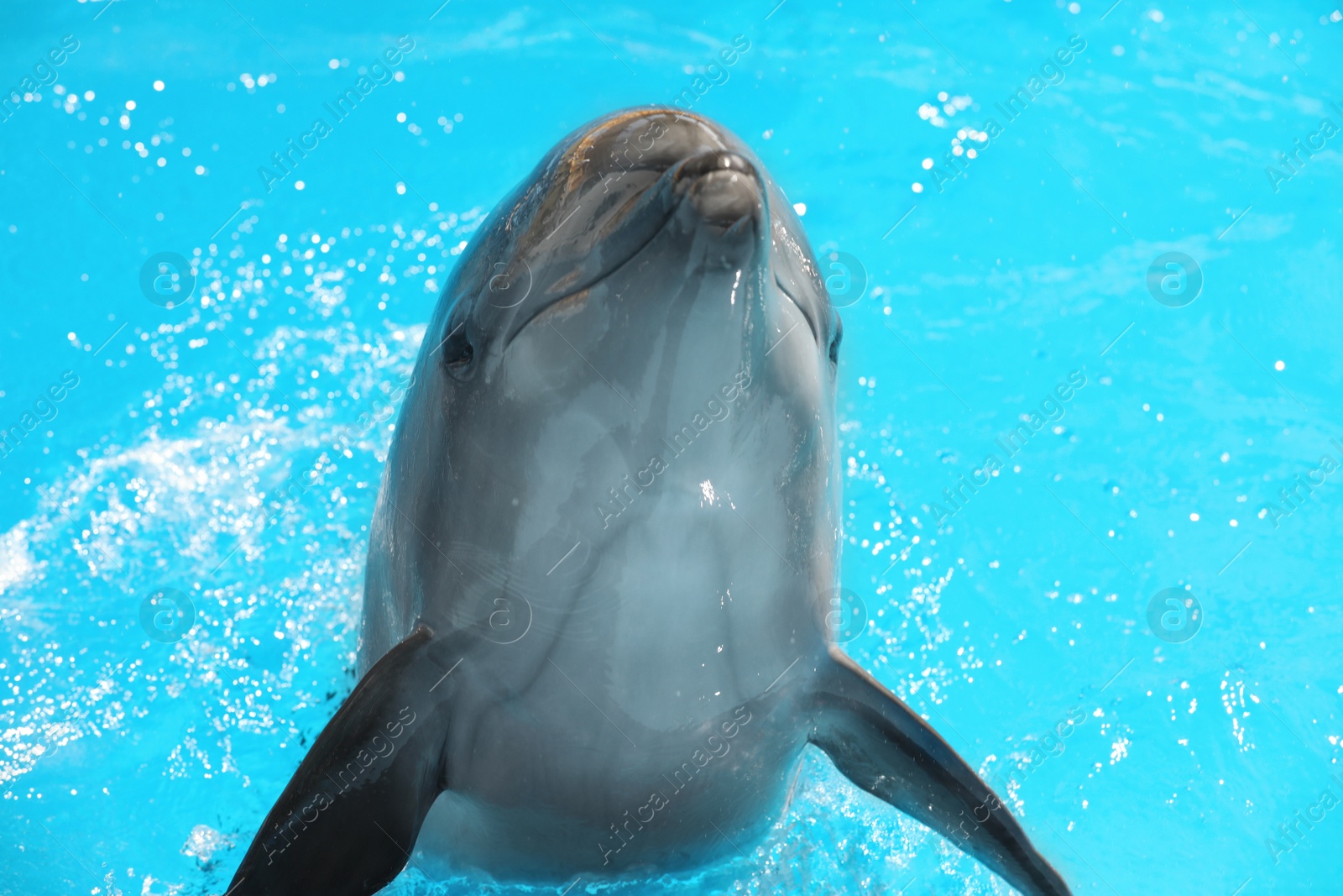 Photo of Dolphin swimming in pool at marine mammal park