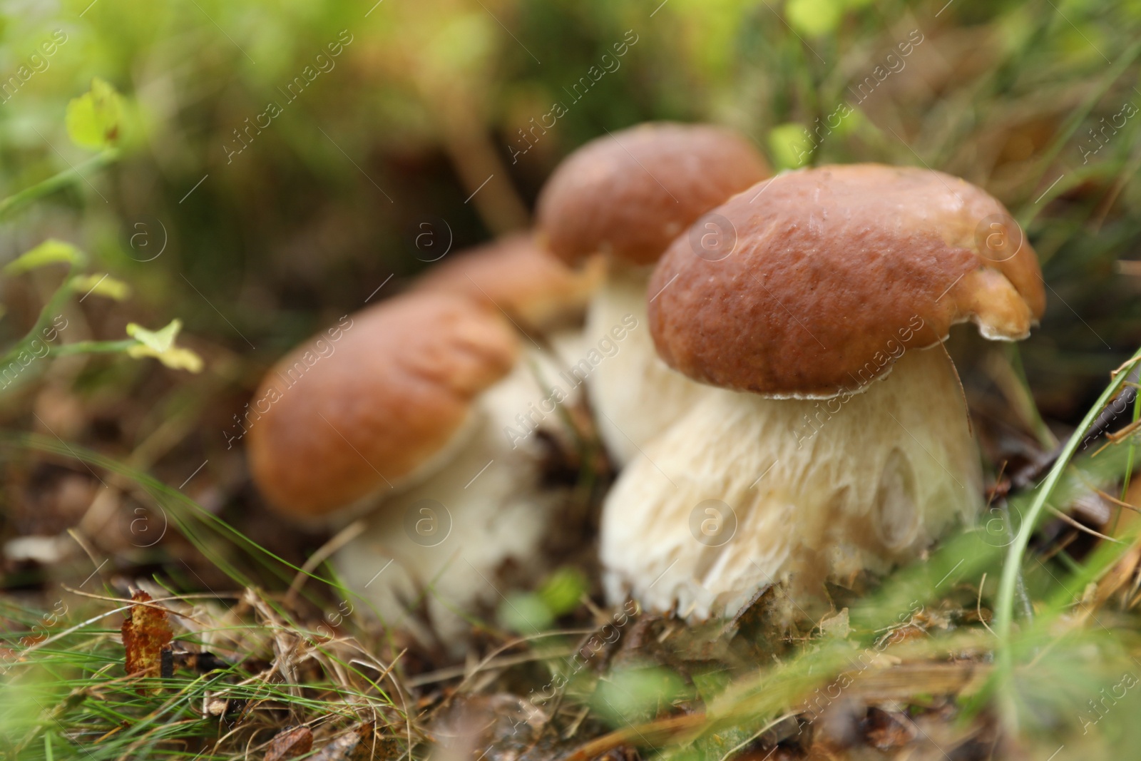 Photo of Fresh wild mushrooms growing in forest, closeup. Space for text