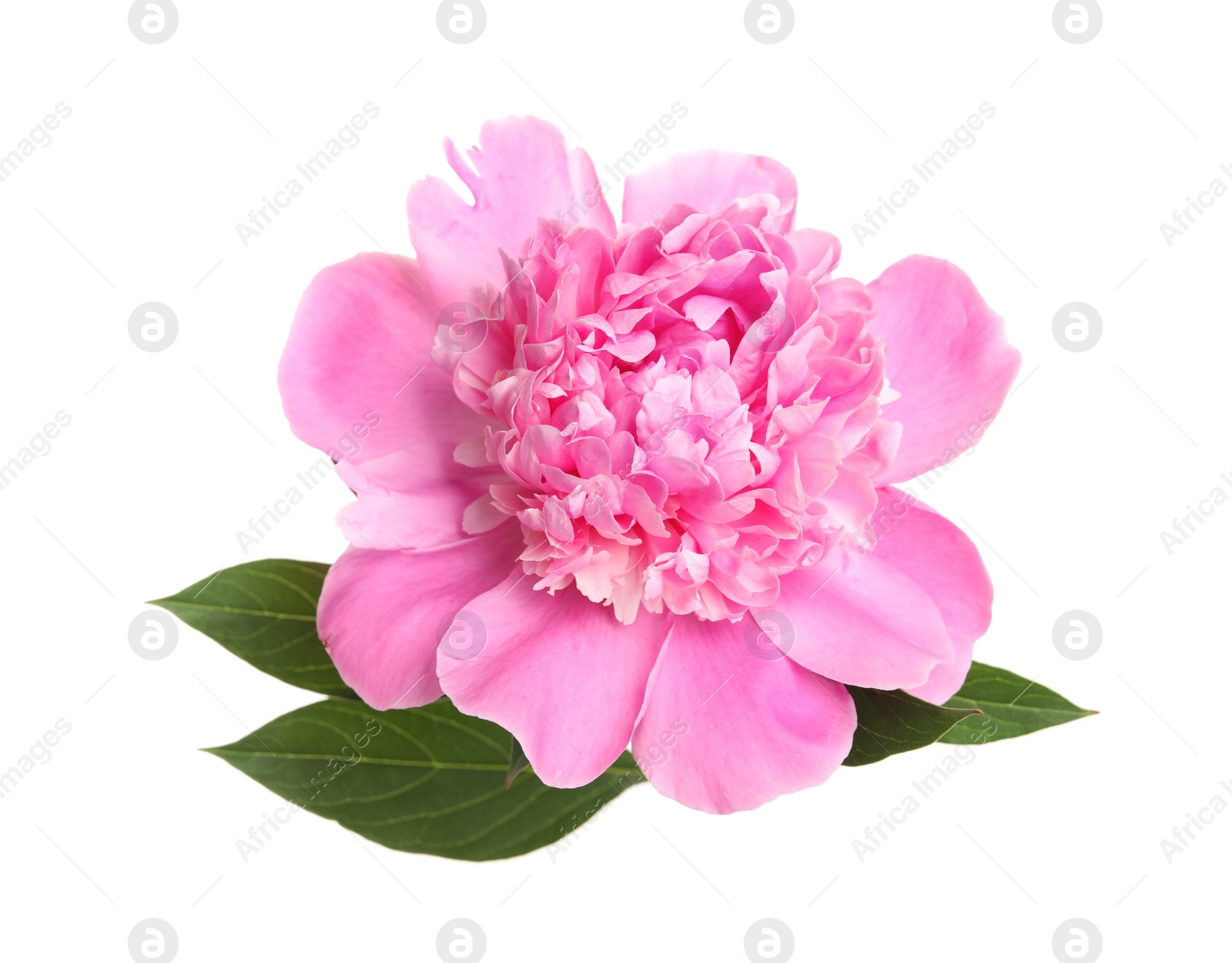 Photo of Beautiful fresh peony flower with leaves on white background