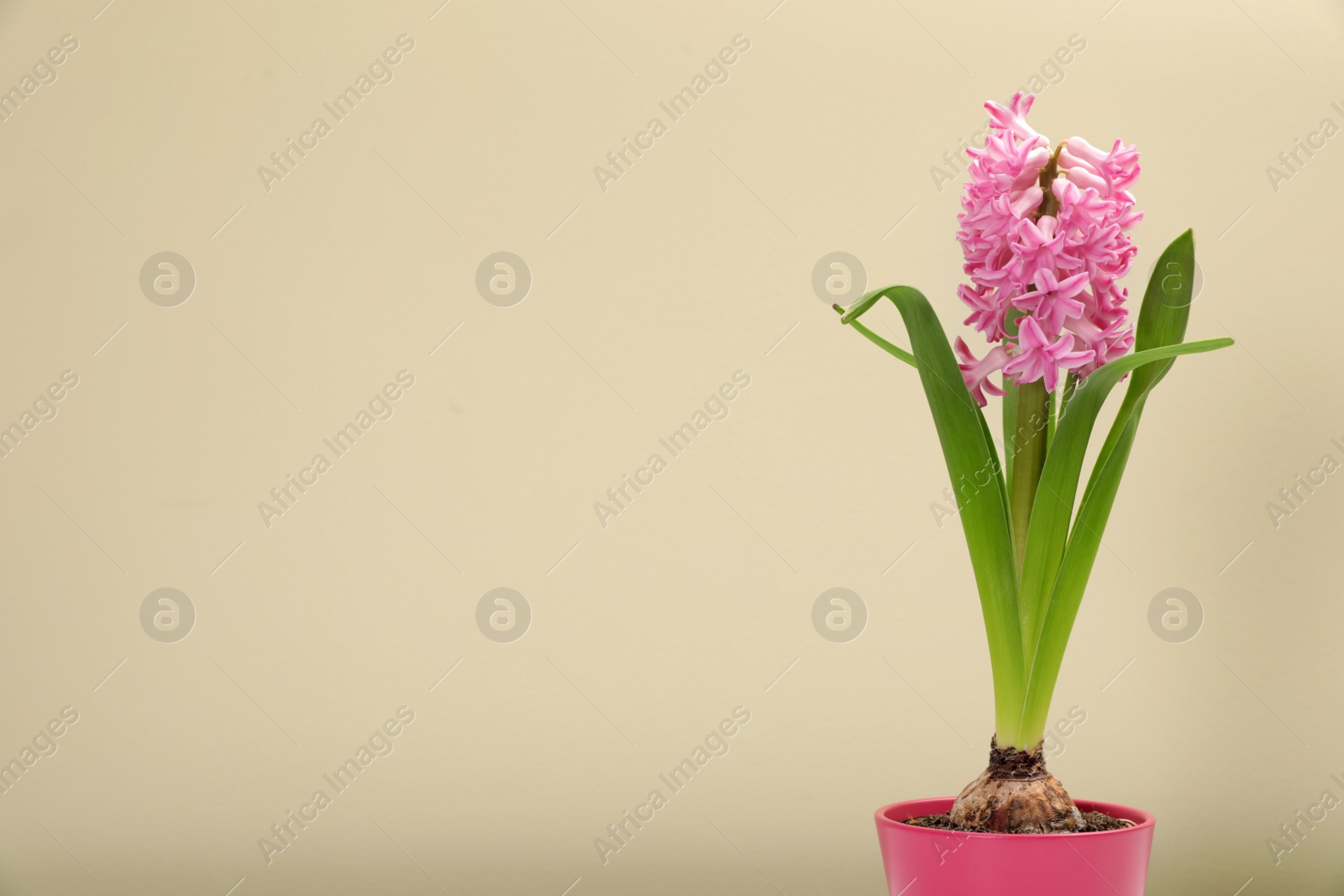 Photo of Beautiful spring hyacinth flower on color background. Space for text