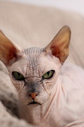 Photo of Beautiful Sphynx cat relaxing on sofa at home, closeup. Lovely pet