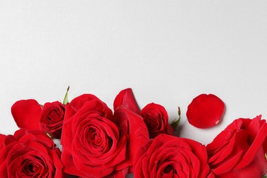 Beautiful red roses and petals on light background, flat lay. Space for text