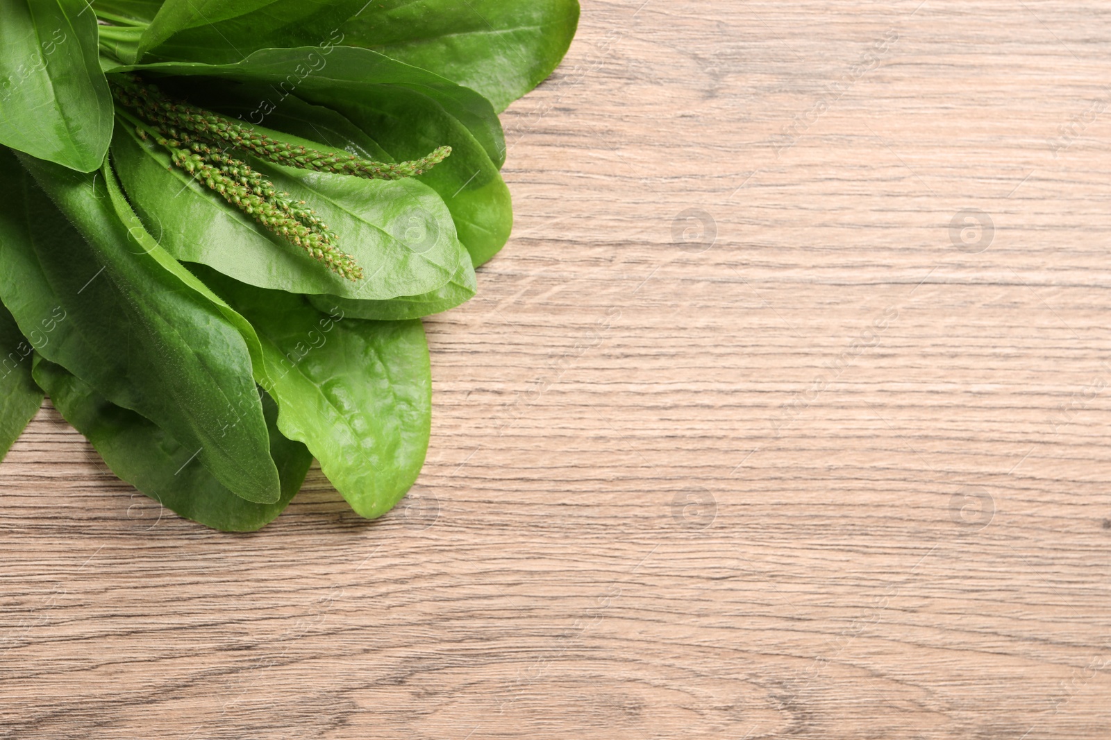 Photo of Green broadleaf plantain leaves on wooden table, top view. Space for text