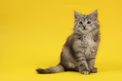 Photo of Cute fluffy kitten on yellow background, space for text
