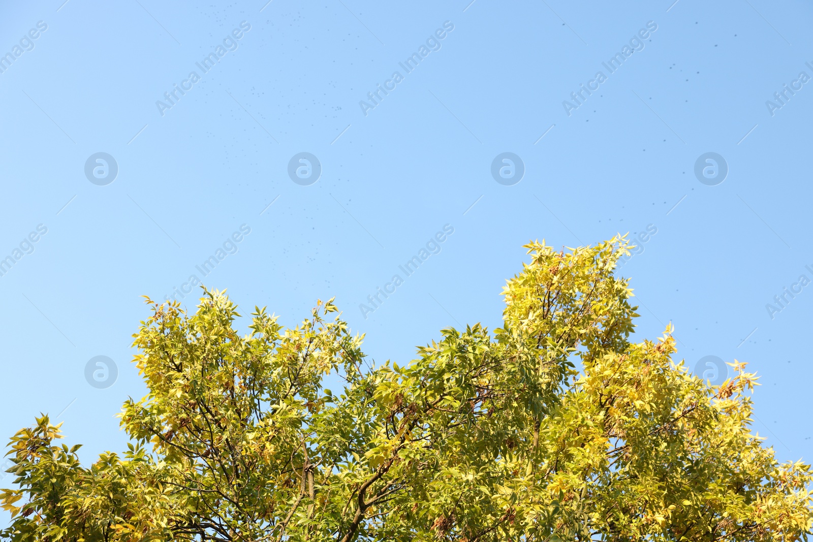 Photo of Tree with green leaves against blue sky outdoors, space for text