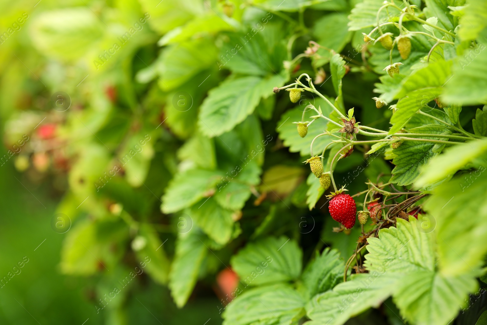 Photo of Small wild strawberries growing outdoors, space for text. Seasonal berries