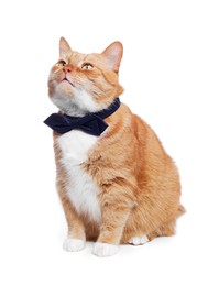 Photo of Cute cat with bow tie isolated on white
