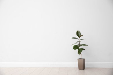 Photo of Ficus on floor near white wall, space for text. Home plants