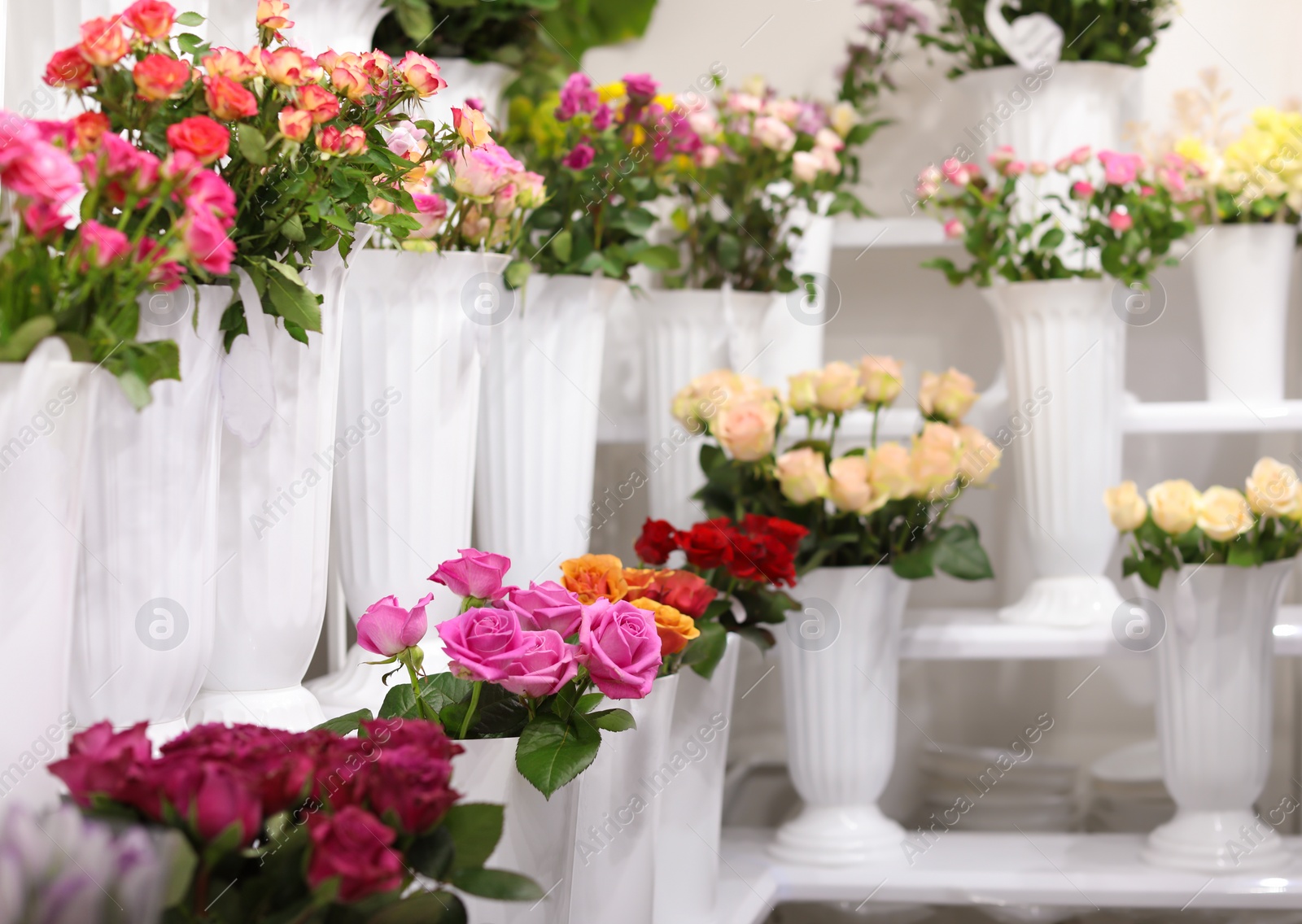 Photo of Beautiful flowers in shop