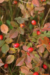 Photo of Rose hip bush growing outdoors on autumn day, closeup
