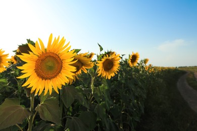 Sunflowers growing in field outdoors on sunny day