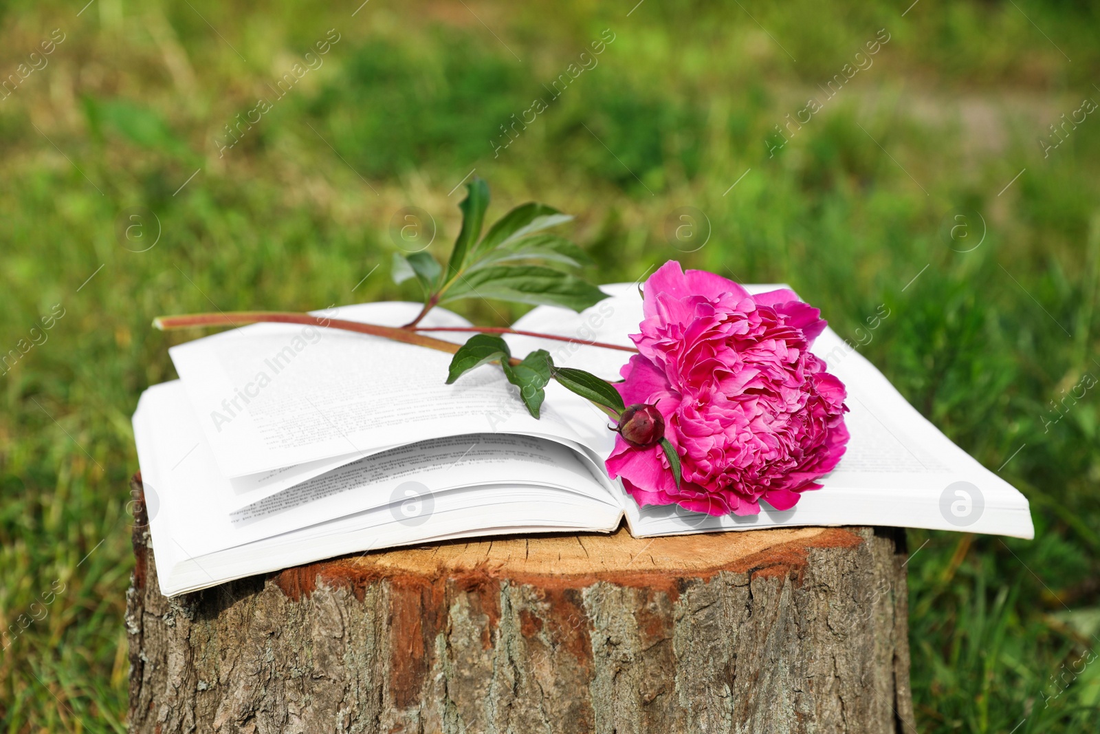 Photo of Open book with beautiful peony on tree stump outdoors