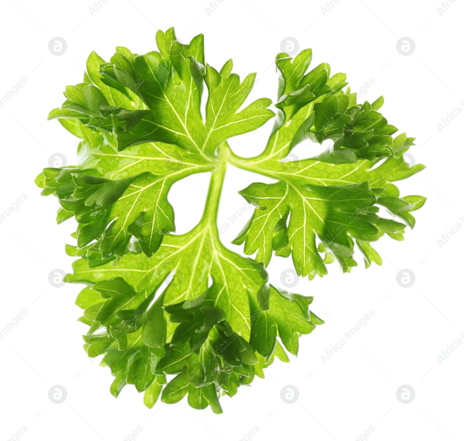 Photo of Fresh green curly parsley on white background