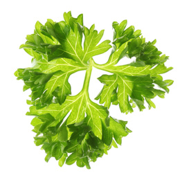 Fresh green curly parsley on white background