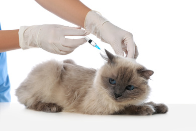 Professional veterinarian vaccinating cat on white background, closeup