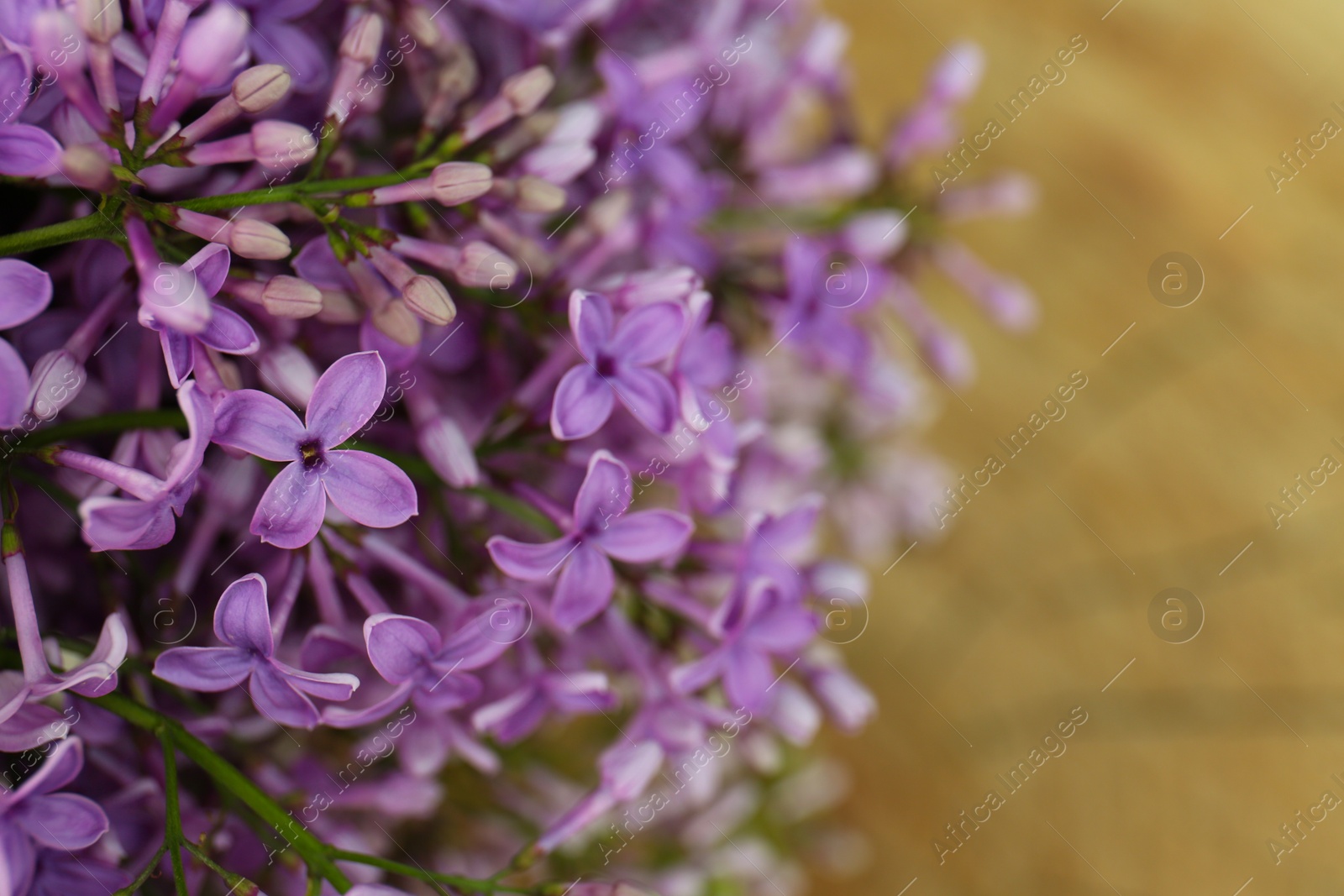 Photo of Beautiful lilac flowers on blurred background, closeup. Space for text