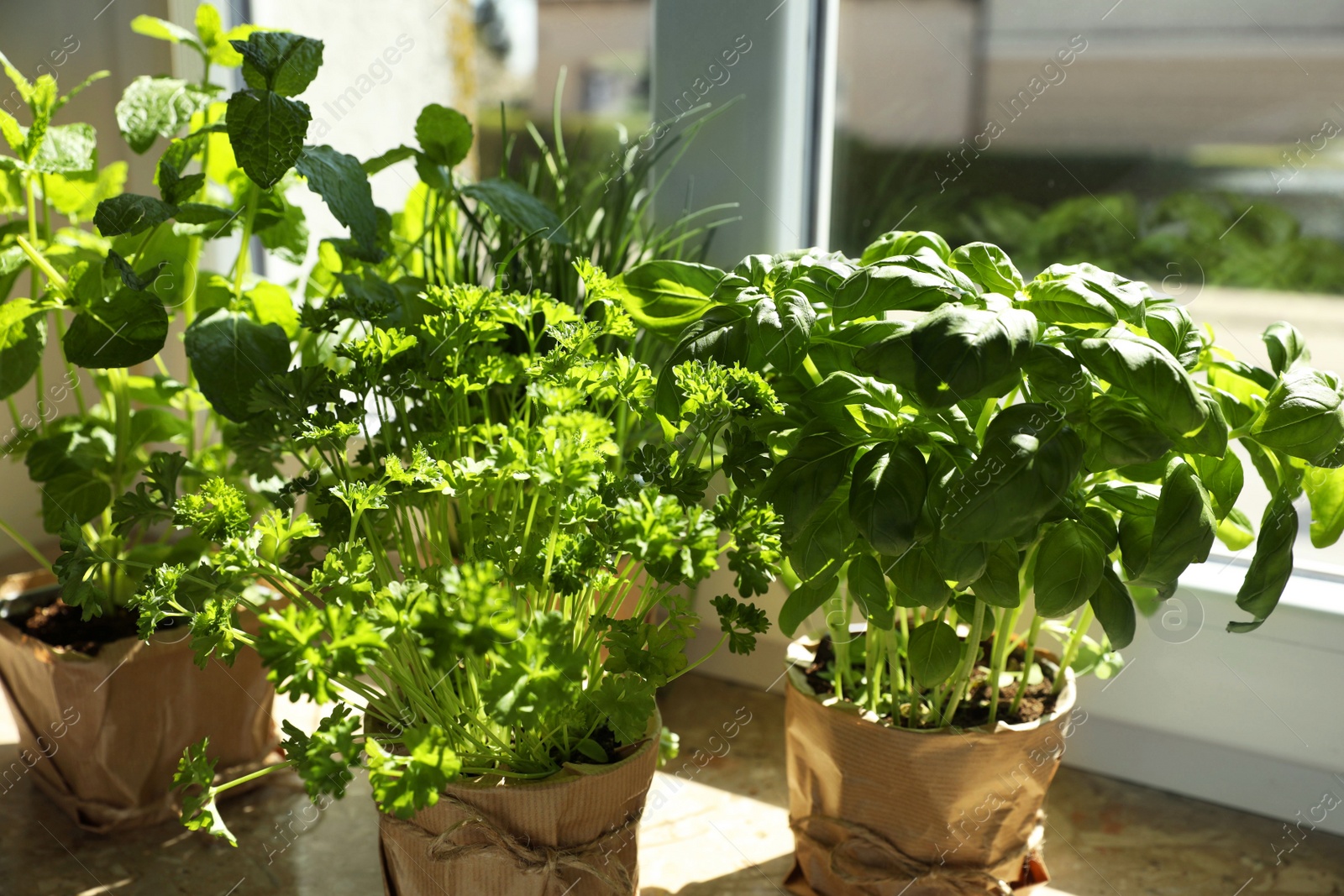 Photo of Different aromatic potted herbs on windowsill indoors