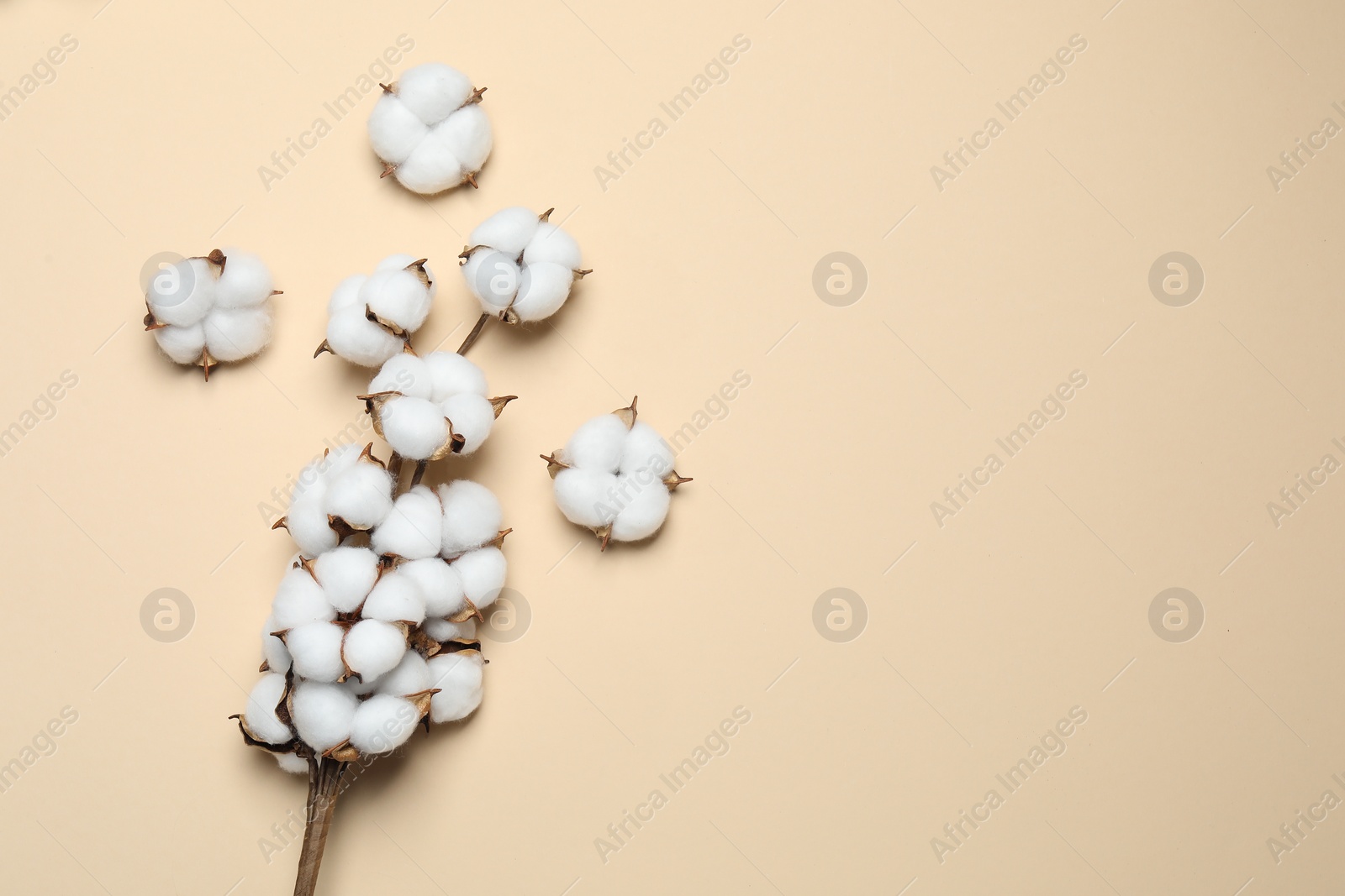 Photo of Beautiful cotton branch with fluffy flowers on beige background, flat lay. Space for text