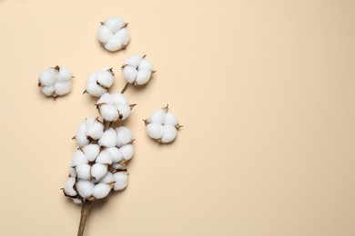 Beautiful cotton branch with fluffy flowers on beige background, flat lay. Space for text