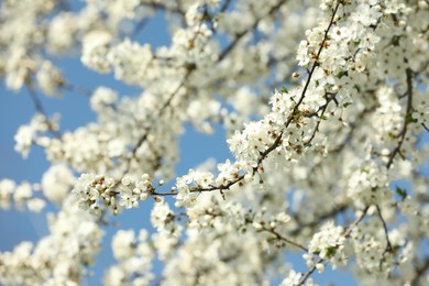 Photo of Beautiful spring white blossoms on tree branches against blue sky
