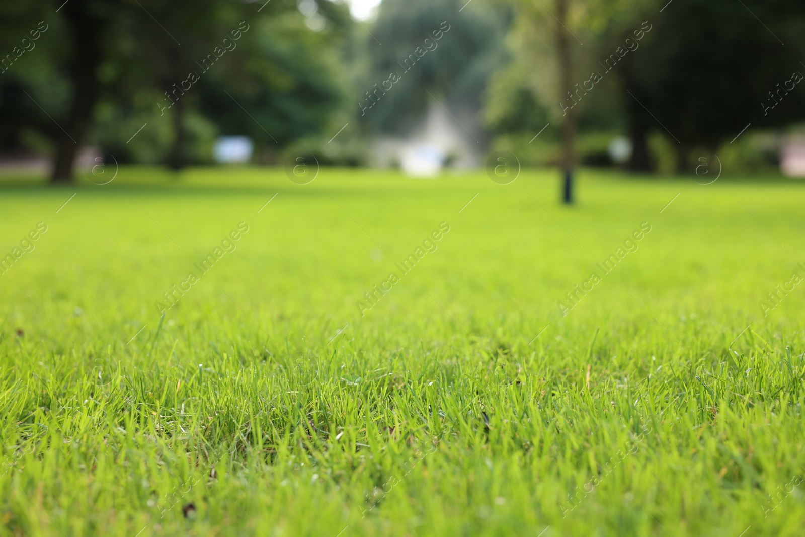 Photo of Fresh green grass growing in park, selective focus