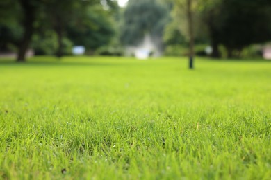 Fresh green grass growing in park, selective focus