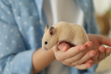 Photo of Little girl holding cute hamster at home, closeup