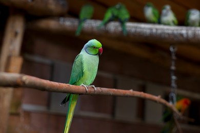Beautiful parrot sitting on branch in zoological garden